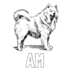 Online Created Coloring Page - AM Coloring Page and Coloring Page of a Beautiful Siberian Husky