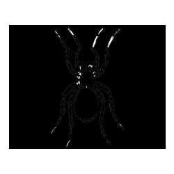 Pobarvana pobarvanka - Realistic Tarantula Coloring Page