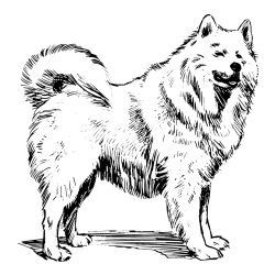 Coloring Page of a Beautiful Siberian Husky