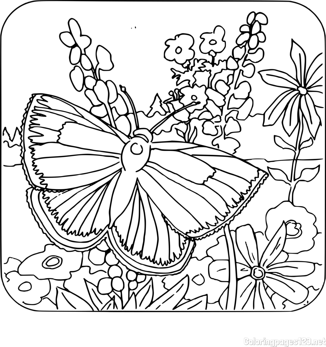 Butterfly on Flower Coloring Page