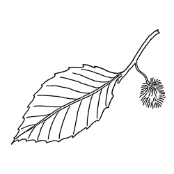 Chestnut on a Leaf Coloring Page