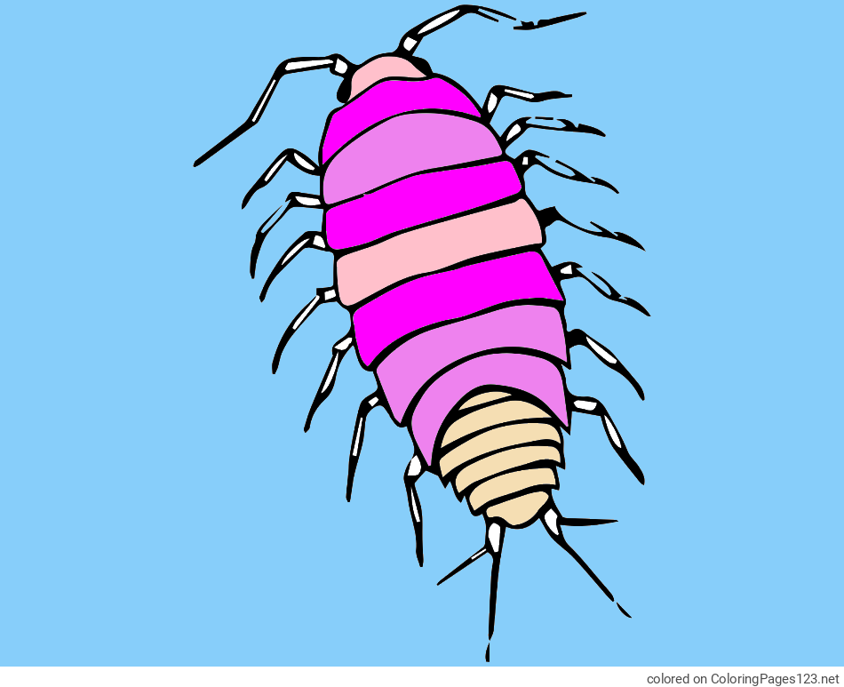 Colored coloring page - Realistic Woodlouse Coloring Page - Detailed and Educational