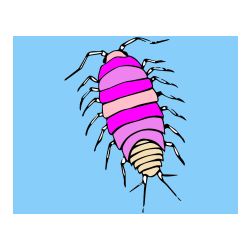 COLORED COLORING - Realistic Woodlouse Coloring Page - Detailed and Educational