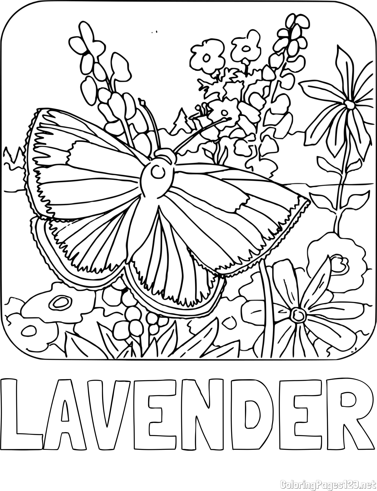 LAVENDER Coloring Page and Butterfly on Flower Coloring Page