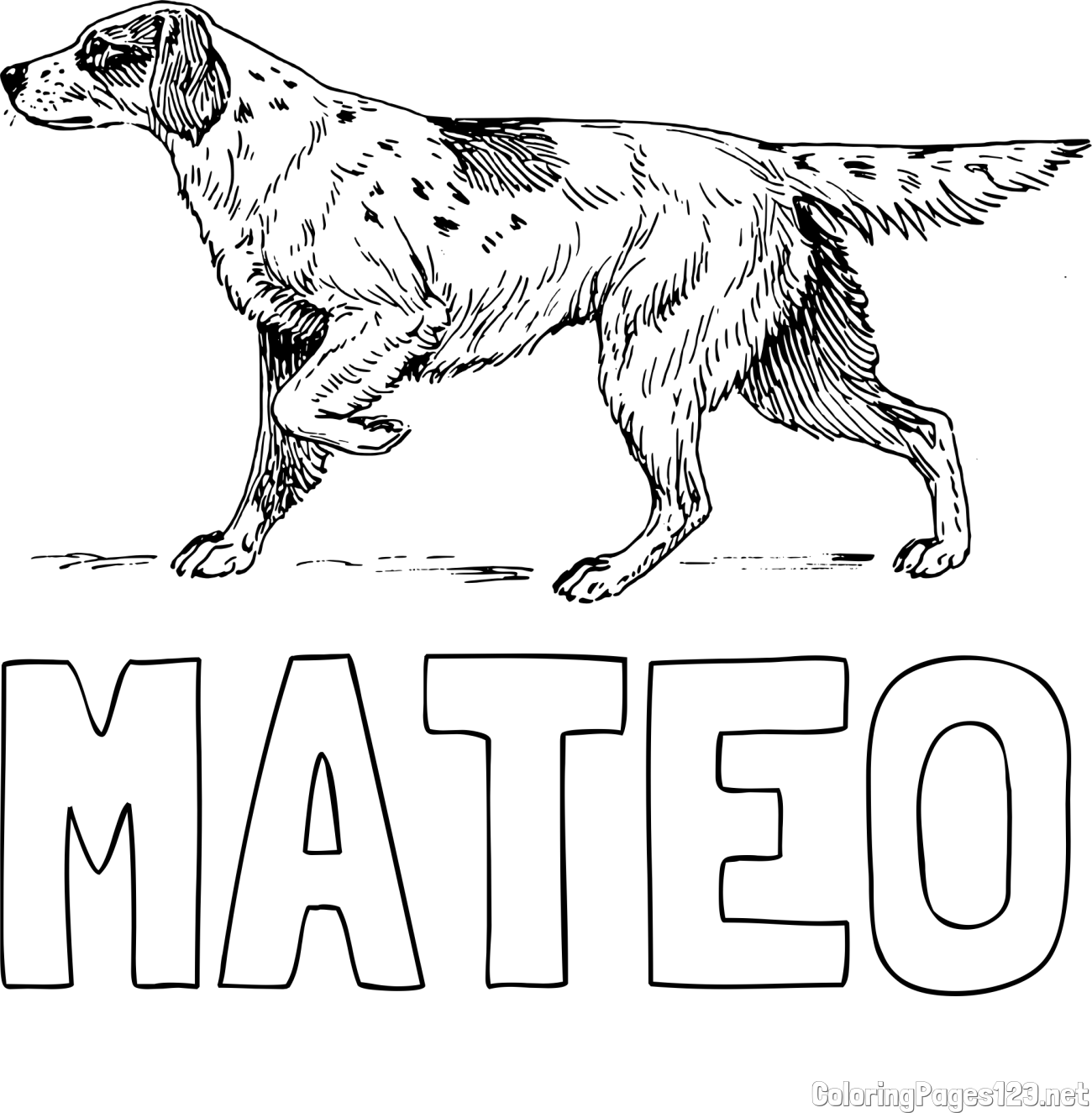 MATEO Coloring Page and Coloring Page of a Hunting Dog