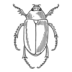 Realistic Cockroach Coloring Page