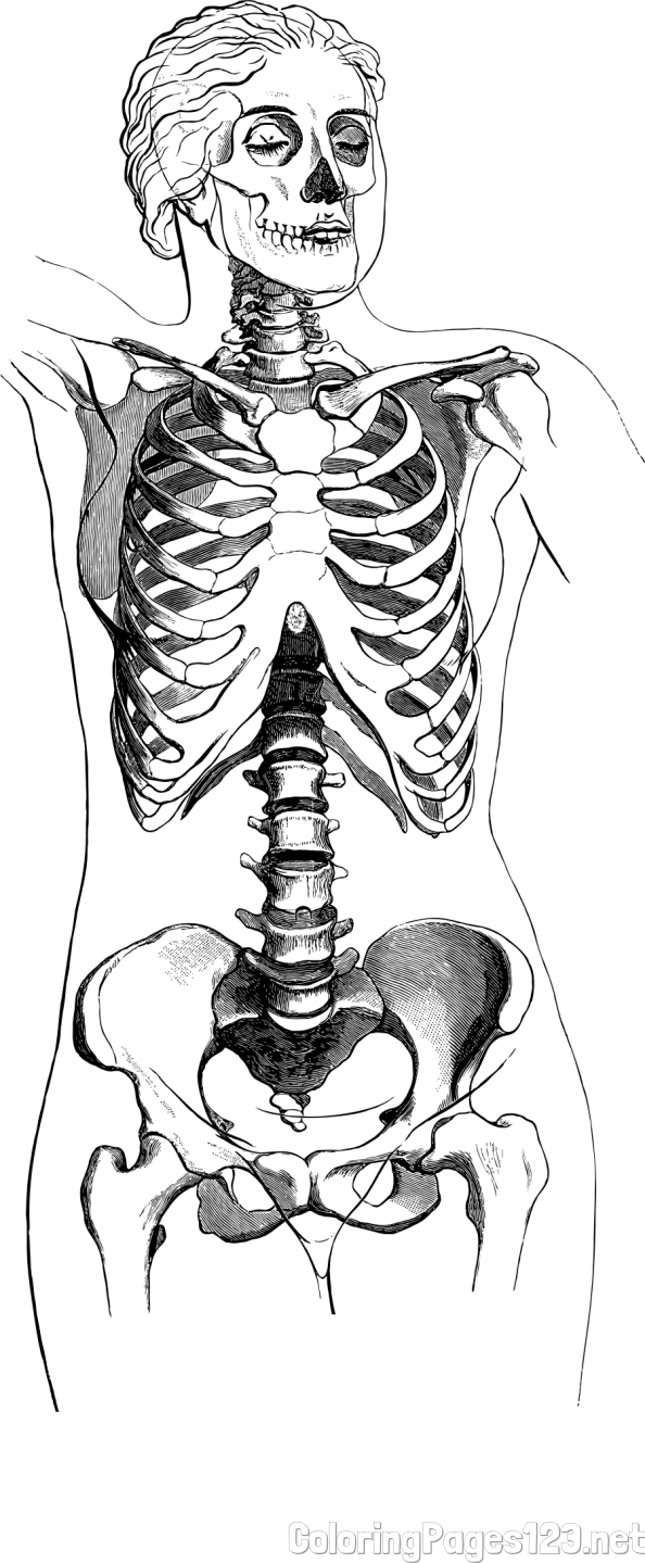 Realistic Female Skeleton Coloring Page