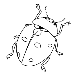 Realistic Ladybug Coloring Page