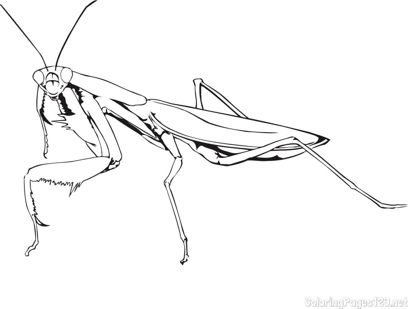 Realistic Praying Mantis Coloring Page