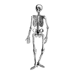 Realistic Skeleton Coloring Page