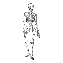 Skeleton Coloring Page